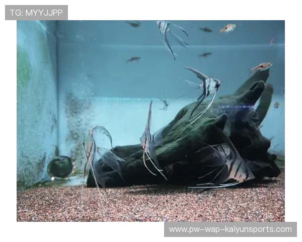 海底热带鱼观察运动，海底运动新奇体验，海底热带鱼视频